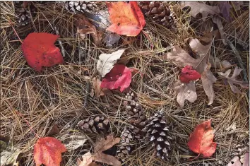  ?? Lori Van Buren / Albany Times Union ?? Colorful fallen leaves, pine needles and pine cones blanket the ground Oct. 12 at Saratoga Spa State Park in Albany, N.Y.