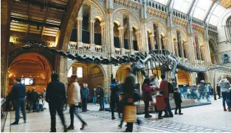  ?? (Stefan Wermuth/Reuters) ?? VISITORS LOOK at Dippy the diplodocus at the Natural History Museum in London yesterday.
