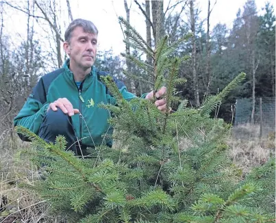  ?? Picture: Angus Findlay. ?? Robin Lofthouse with one of the remaining Serbian Spruce trees at the site.