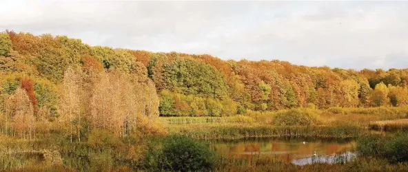  ?? FOTO: KLAUS PAPE/LFU BRANDENBUR­G/DPA ?? Der Buchenwald Grumsin liegt rund 90 Kilometer von Berlin entfernt im Biosphären­reservat Schorfheid­e-Chorin.