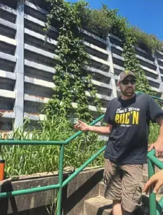  ?? Hops on Lots ?? Pete Bell with hops growing on a retaining wall in Stanton Heights in September 2017.