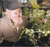  ?? Brian van der Brug Los Angeles Times ?? THE MOUNTAIN Mermaid’s Bill Buerge looks at a monarch butterf ly in his butterf ly house in Topanga Canyon. Buerge may offer tours for voters.