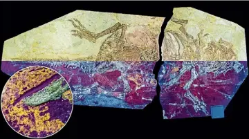  ?? ?? SHEDDING LIGHT: The fossilised skin of the ‘parrot lizard’ is visible only under UV rays.