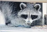 ?? JAMIE HEDWORTH PHOTO ?? Niagara Region public health is reporting an increase in the amount of rabies cases in wild animals.