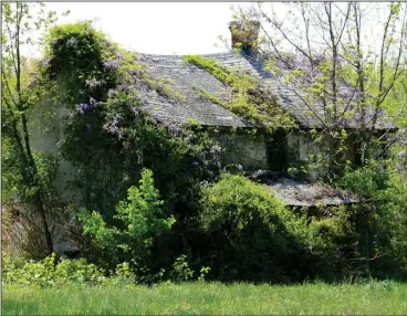  ?? Merideth Taylor/”Listening In”/ George F. Thompson Publishing and the University of Virginia Press. ?? Abandoned houses and other structures in St. Mary’s County, Md., form the subject of “Listening In,” a book of images and stories by Merideth Taylor. Vines tug on houses like rapacious tropical lianas.