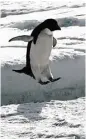  ?? Chicago Tribune file ?? An Adelie penguin leaps over a crack in sea ice off the penguin colony on Ross Island, Antarctica.