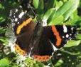  ??  ?? FLYING COLOURS: Red admiral