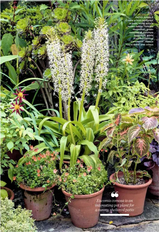  ??  ?? PATIO JUNGLE Create a mini rainforest in pots, using purple honka dahlia ‘Tahoma Moonshot’, green rosettes of Aeonium arboreum, white Eucomis comosa
‘Cornwood’, diascia ‘Coral Belle’ and coleus