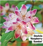  ?? ?? Deutzia ‘Raspberry Sundae’