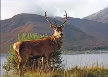  ??  ?? Residents of Lochaber who possess a deer-legal rifle and meet other criteria are being invited to enter a ballot to shoot deer on Jahama Highland Estates land.