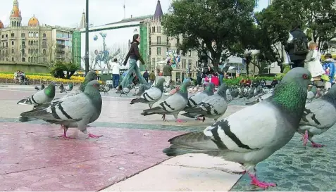  ?? EP ?? Imagen de las habituales palomas de la plaza Cataluña