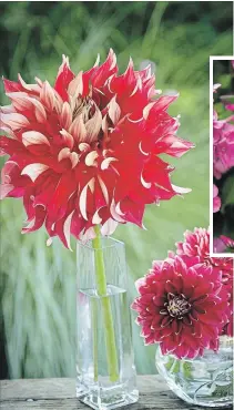  ??  ?? Homegrown dahlias appear in a variety of flower sizes: the tall “Nick Sr.” dahlia dwarfs the more typical “Mister Optimist” dahlias. Both plants stood about 120 to 150 centimetre­s tall in the garden and needed staking.