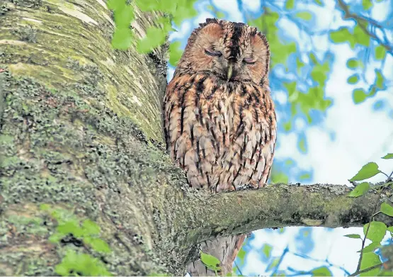  ?? Picture: Shuttersto­ck. ?? The persistent hooting of a tawny owl from a nearby beech tree served as a very early wake-up call for Angus.