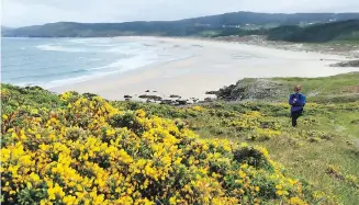  ??  ?? The hiking trail runs along deserted beaches and hillsides covered with brilliant yellow gorse flowers.