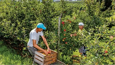  ?? Foto: Ralf Lienert ?? Am Bodensee hat die Apfelernte begonnen. In den kommenden Wochen pflücken die Obstbauern und ihre Helfer, wie hier bei Bodolz, die reifen Früchte von Hand. Die Preise werden heuer im Vergleich zum vergangene­n Jahr wohl wieder etwas steigen.