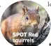  ??  ?? SPOT Red squirrels ■■Admission charges may apply. More info at and