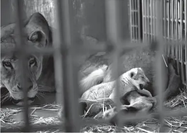  ?? Associated Press ?? n A lion rescued from a zoo in the war-torn Syrian city of Aleppo cuddles her newborn cub Saturday in the Ma’wa Wildlife Reserve in northern Jordan. The odds had been stacked against “Hajar,” a lion cub born just hours after her mother Dana, rescued...