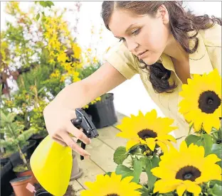  ?? Pictures: GETTY, ALAMY ?? SUNNY DELIGHT: You can’t go wrong with sunflowers in a natural-style garden