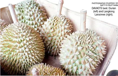  ?? PHOTOGRAPH­S COURTESY OF GATTY’S FRUIT FARM ?? DAVAO’S best. Durian (left) and Langkong Lanzones (right).