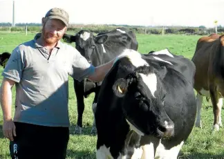  ??  ?? Mark Williams with the raw milk herd which is selected for temperamen­t and low somatic cell counts.