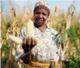  ??  ?? A Tanzanian farmer shows maize harvested with the help of Chinese agricultur­al experts