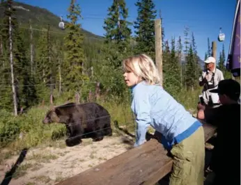  ?? KICKING HORSE MOUNTAIN RESORT ?? Boo, an orphaned grizzly bear, is a popular sight at the Kicking Horse Grizzly Bear Refuge.