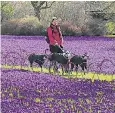  ??  ?? Swathes of crocuses in Northumber­land