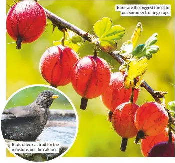  ??  ?? Birds often eat fruit for the moisture, not the calories Birds are the biggest threat to our summer fruiting crops