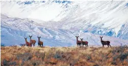  ??  ?? Timing issue: New Zealand farmers need to get their venison to European markets earlier in order to capitalise on demand.