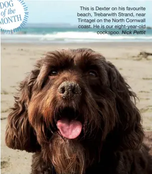  ??  ?? This is Dexter on his favourite beach, Trebarwith Strand, near Tintagel on the North Cornwall coast. He is our eight-year-old
cockapoo. Nick Pettit
Send your coastal canine photograph­s to coast.copy@kelsey.co.uk