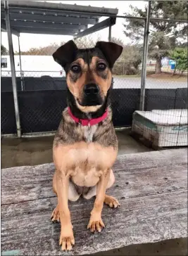  ??  ?? Charlie is an 9-month-old female shepherd mix who enjoys being busy mentally and physically. She needs to go to an adult only home without cats or small dogs.