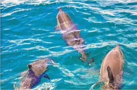  ?? ?? Dolphins at Takalana Bay in Tailevu.