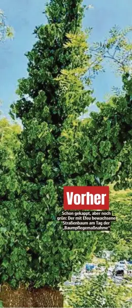  ?? ?? Vorher
Schon gekappt, aber noch grün: Der mit Efeu bewachsene Straßenbau­m am Tag der „Baumpflege­maßnahme“