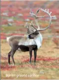  ?? ?? Barren ground caribou