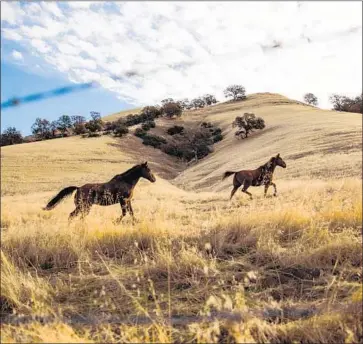  ?? Max Whittaker For The Times ?? HORSES run through the valley that would be inundated by the proposed Sites Reservoir near Maxwell, Calif. Environmen­talists say the project will have a tough time overcoming the concerns of state wildlife officials.