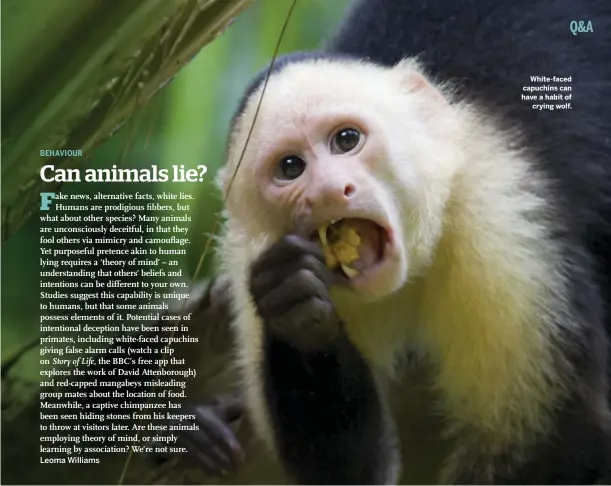  ??  ?? Leoma Williams
White-faced capuchins can have a habit of crying wolf.