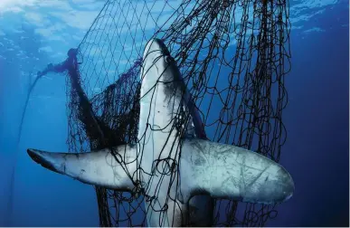  ??  ?? THE SACRIFICE
BRIAN SKERRY Runner-up2010, WildlifePh­otojournal­istStoryAw­ard
ROZ SAYS: A bigeye thresher shark hangs in a drifting gillnet, as if crucified. A truly iconic image – graphicall­y powerful but hauntingly beautiful – symbolisin­g the destructio­n caused by industrial fishing and the enormous toll on wildlife from abandoned plastic nets.