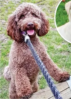  ??  ?? The laughing labrador: Three-year-old Londoner Sky’s biggest grin is when she chases her tennis ball << Sunny Sam: This 18-month-old poodle from Beverley, East Yorkshire, is almost blind but loves to play