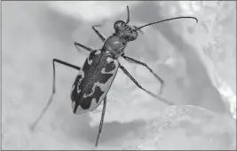  ??  ?? A Puritan tiger beetle in a rearing lab in Sunderland, Mass.