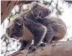  ?? COURTESY OF SOUTH AUSTRALIA TOURISM COMMISSION ?? A koala and joey on Kangaroo Island. Some tour companies are offering trips that educate participan­ts about koala conservati­on efforts.