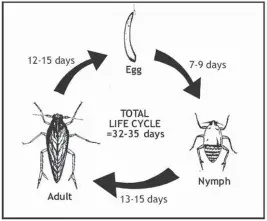  ??  ?? Life cycle of a brown planthoppe­r.