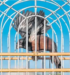  ??  ?? A bird flaps its wings during a singing competitio­n in Paramaribo, Suriname.