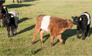  ??  ?? While black is the most common colour, Belties can also be red and dun, all with the white band.