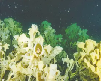  ?? MLSS, ADAM TAYLOR/THE CANADIAN PRESS ?? Researcher­s have found ocean acidificat­ion and warming, both alone and in combinatio­n, rapidly reduces the glass sponges’ filtration capacity, which could starve the creatures.