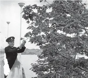  ??  ?? Hanging lemons on the original Tay Road Bridge tree.