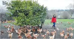  ??  ?? CRANNES-EN-CHAMPAGNE: French Chicken breeder Gaetane De Champs walks in the middle of her breeding in Crannes-en-Champagne, western France. The cultivatio­n of GMOs has been banned since 2008, France continues to import soybean mountains geneticall­y...