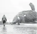  ?? NEW ENGLAND AQUARIUM ?? Researcher­s walk along the Virginia coast near the remains of an 80-ton female North Atlantic right whale in early February 2004. The whale was apparently killed by a ship strike.