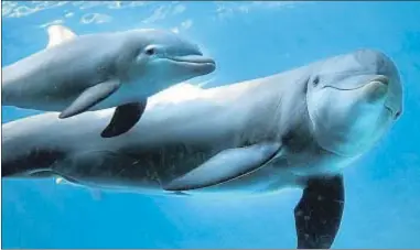  ?? DAVID AIROB ?? La protección de los delfines gana apoyos crecientes