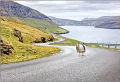  ?? COURTESY OF VISIT FAROE ISLANDS ?? Faroese sheep were strapped with cameras in a bid to get Google’s attention. Mission accomplish­ed.