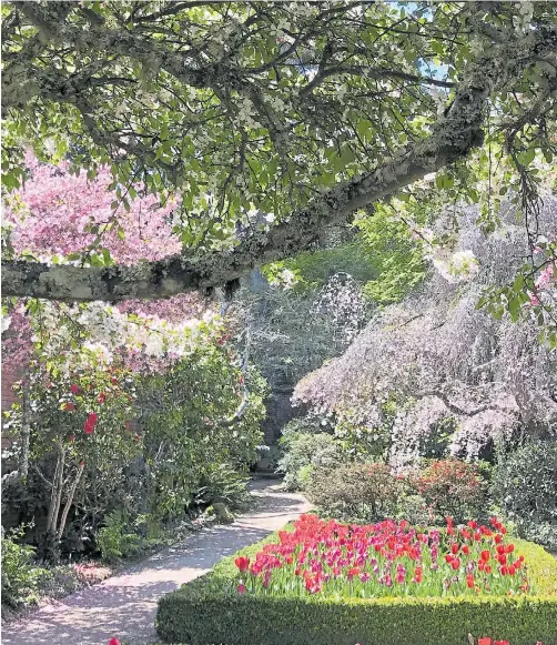  ?? LAURA A. ODA/STAFF ARCHIVES ?? Right: Tulips are in full bloom at the Southern Wall beds in April 2021 at the Filoli Historic House and Garden in Woodside.